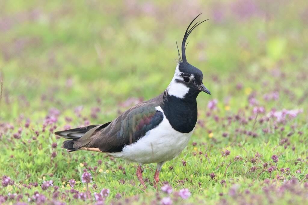 Country Park Trails - Lapwings Nesting image