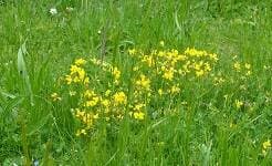 Kingfisher Trail - Meadow on Lisle Lane image